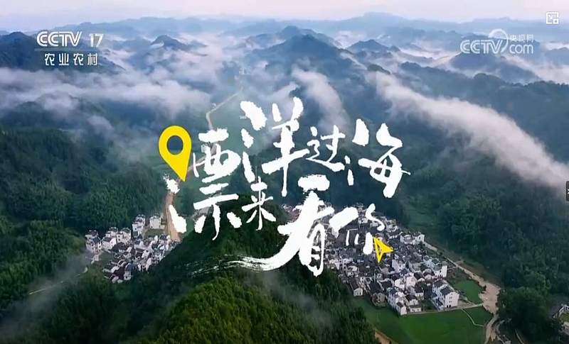 《乡土中国》 20251117 漂洋过海来看你——黄土谣里觅羊归